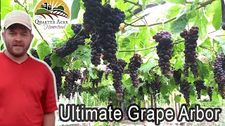 The Ultimate Grape Arbor  Tips on Building a Grape Arbor at Home [upl. by Chlo]