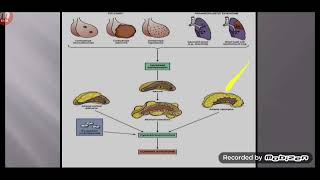 Adrenal gland Pathology [upl. by Luebke700]