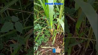 DESMODIUM NAPIER GRASS INTERCROPPING [upl. by Oile]