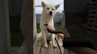 Мойка двух Акит дома 🛁 grooming dog akita [upl. by Lotte]