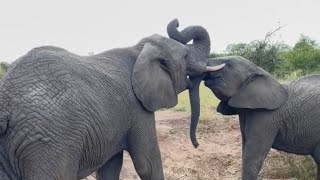 50 Minutes of Elephants and their Wilderness at HERD [upl. by Minardi]