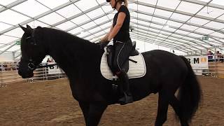 フリージアン・ホースの紹介3 Friesian horse presentation 2019 0503 [upl. by Enohpesrep423]