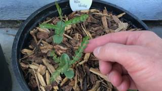 Blue Palo Verde Parkinsonia florida Seedlings [upl. by Joyce]