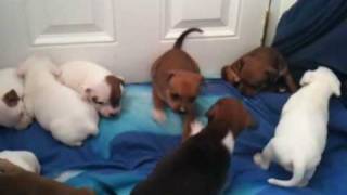 Staffy Puppys 4 weeks Old Nasty Girl Annoys Puppiez [upl. by Iralam467]