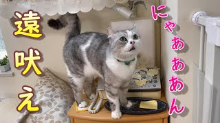 ママに甘えたくて口いっぱいに広げて遠吠えのように鳴く兄猫のあお君 [upl. by Aiden]