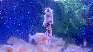 PIRANHA FISH TANK VS FROZEN RATS COMPILATION  A FEEDING VIDEO WARNING  GRAPHIC [upl. by Tiebold179]