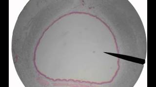 respiratory histologyavi [upl. by Kilar]