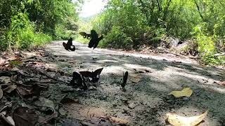 Red Helens flies in slow motion Papilio helenus [upl. by Concordia]