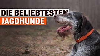 Was sind die beliebtesten Jagdhunde in Deutschland [upl. by Sivi824]