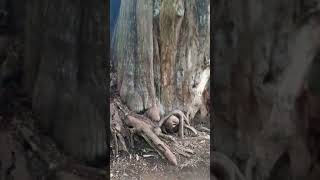 Un Ahuehuete un árbol de más de 500 años en Cuernavaca México [upl. by Nadya]