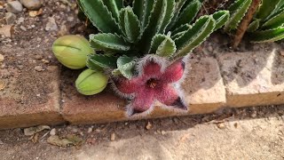 Stapelia Grandiflora has flowers  2023 [upl. by Gianina]