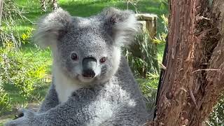 Very cute active Koala  National Zoo Canberra Australia [upl. by Eirotal]