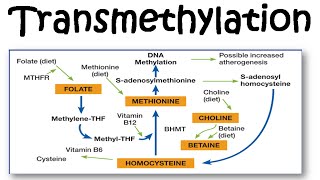 Transmethylation [upl. by Nolana]