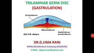 GASTRULATION PROCESS TRILAMINAR GERM DISC [upl. by Wun162]