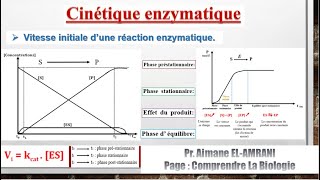 Séance 6  Vitesse initiale d’une réaction enzymatique [upl. by Erminia]