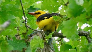 Wielewaal Oriolus Oriolus Oriole Pirol  nest met jongen  babys Nest 1 [upl. by Eatnod]