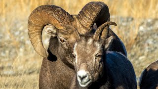 Canadian Rockies Ram Battle for Mating Rights [upl. by Eenattirb]