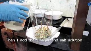 How To Recover Gold From Computer Scrap With Salt And Vinegar 1of3 [upl. by Ednalrim831]