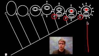 Cladograms [upl. by Neemsaj]