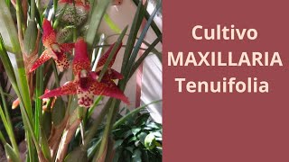 Cultivo e floração da Maxillaria tenuifolia a orquídea com cheiro de coco [upl. by Ahtnicaj]