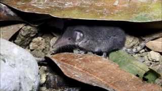 Lesser White toothed Shrew Crocidura suaveolens cypria  Κυπριακή Μυγαλή  Cyprus [upl. by Erasmo]