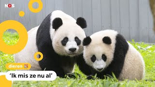 Amerikanen nemen afscheid van drie reuzenpandas [upl. by Nortal772]