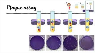 Who wins Virus vs Antibody  Explaining the virus neutralization assay [upl. by Pedrotti]