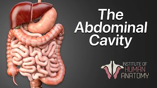 Anatomy Masterclass The Abdominal Cavity [upl. by Valente]