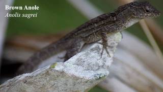 Brown anole Anolis sagrei [upl. by Natsirt]