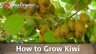 How to Grow Organic Kiwi [upl. by Mingche]