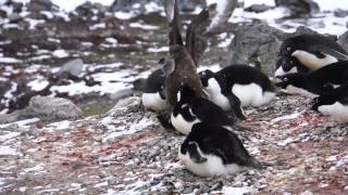 Skua eats chick penguin [upl. by Nonnaer]