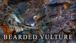 Bearded Vulture or Lammergeier [upl. by Ecnarrot448]