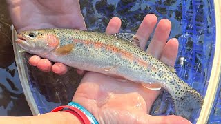 Catching NATIVE McCloud River Redband Trout  California Heritage Trout [upl. by Ydnerb]