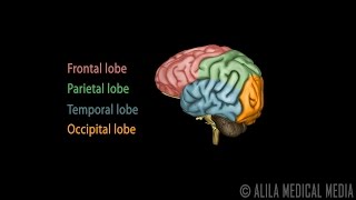 Neuroscience Basics Human Brain Anatomy and Lateralization of Brain Function 3D Animation [upl. by Acimot120]