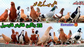 25 Rangean Pigeons ForSale  03046256868 For Eid Gift  Ramadan Best Range Fighters Offer [upl. by Yenohtna456]