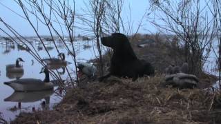 Wintertime Catfish amp Sacramento Valley Duck Hunting [upl. by Hnahk]