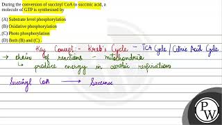 During the conversion of succinyl CoA to succinic acid a molecule of GTP is synthesised by 1 [upl. by Rozella]