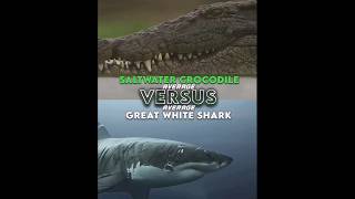 Saltwater Crocodile Vs Great White Shark [upl. by Euphemie]