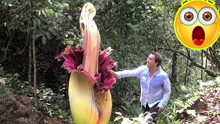 10 Carnivorous Plants Eat Everything From Insects to Mammals [upl. by Wenoa320]