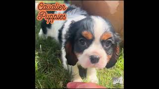 Denning Farms selling Happy Healthy puppies to loving homes denningfarms [upl. by Adnalro]