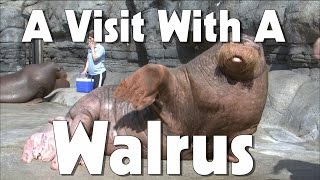 Indianapolis Zoo Walrus  The Friday Zone  WTIU  PBS [upl. by Caplan]