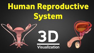 Human reproduction 3d human reproductive system 3d male amp female reproductive system NEET 2024 [upl. by Bertine807]