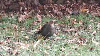 beautiful Mistle Thrush foraging thrush mistlethrush rspb birdlovers birdsongs birdcalls [upl. by Nagy]