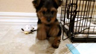 New Yorkshire Terrier Puppy 9 Weeks [upl. by Annavoj]