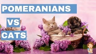 Cats vs Pomeranians Can They Coexist in Harmony Tips [upl. by Lynett]