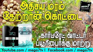 அதிசய மரம் தேற்றான் கொட்டை  தண்ணீர் சுத்தகரிப்பு  கார்பரேட் வாட்டர் பியூரிபைர் மாற்று  Mega7 [upl. by Timoteo117]