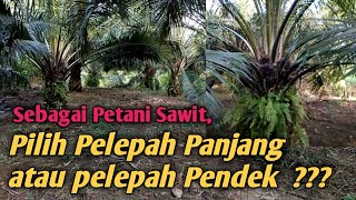 3 TIPS Menentukan Pilih Tanam Sawit Pelepah PANJANG atau PENDEK [upl. by Phaih]