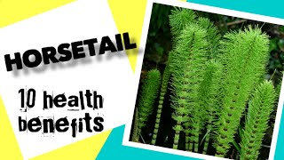 10 Health Benefits of Horsetail  Herbal Medicine [upl. by Aehta]