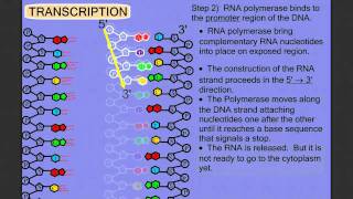 Protein Synthesis Stage 1 Transcription [upl. by Asa]