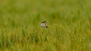 Zitting Cisticola [upl. by Adalard]